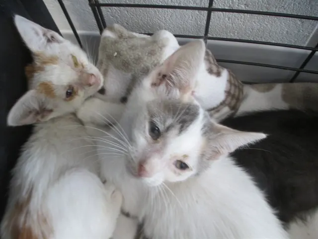 Adoptable Cat