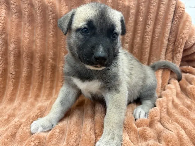 Cheyenne