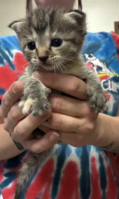 Boo