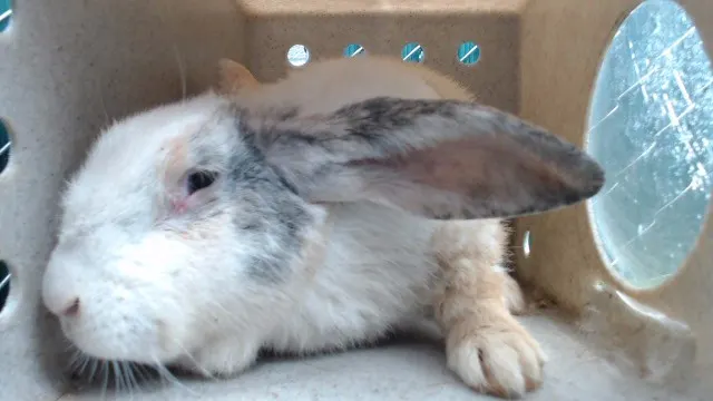 Sammy