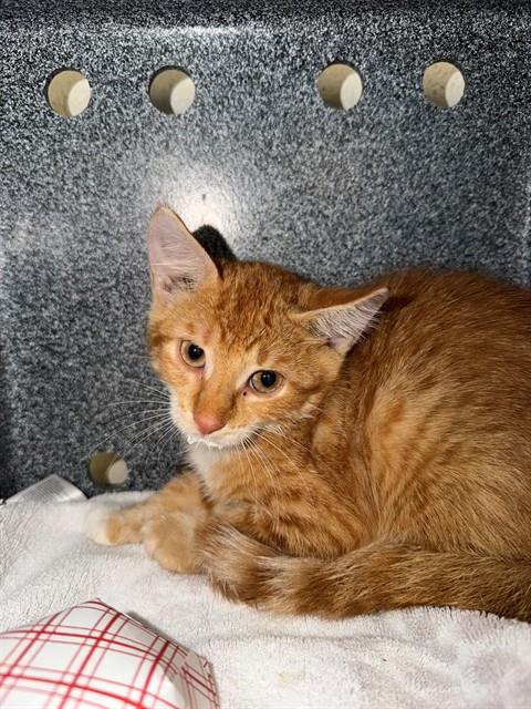 Adoptable Cat