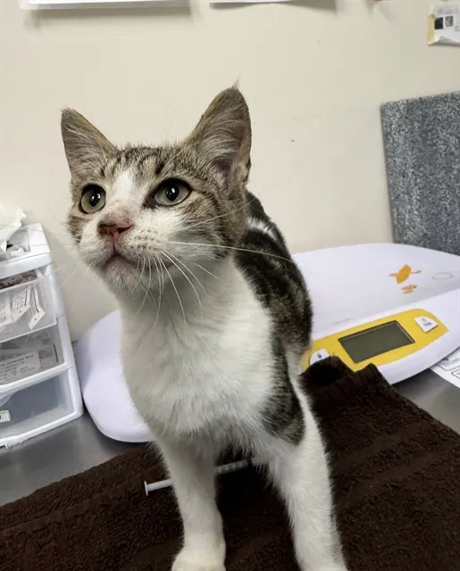 Adoptable Cat