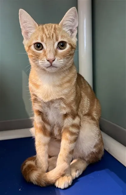 Creamsicle