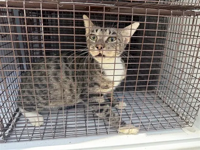Adoptable Cat