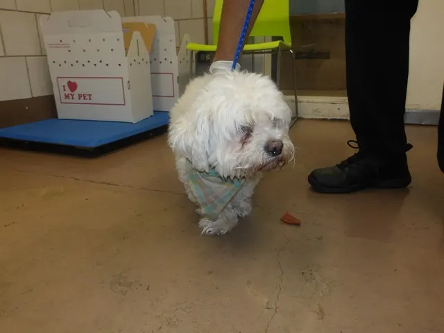 Adoptable Dog