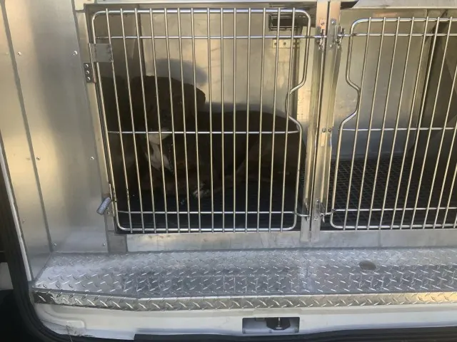 Adoptable Dog