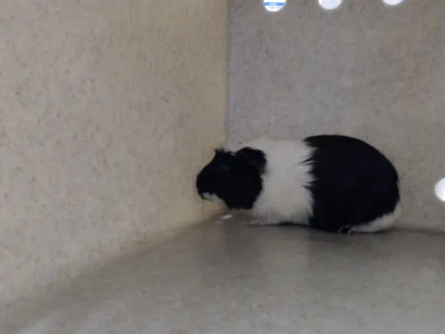 Oreo