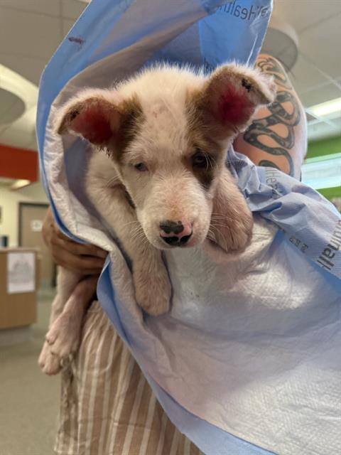 Adoptable Dog