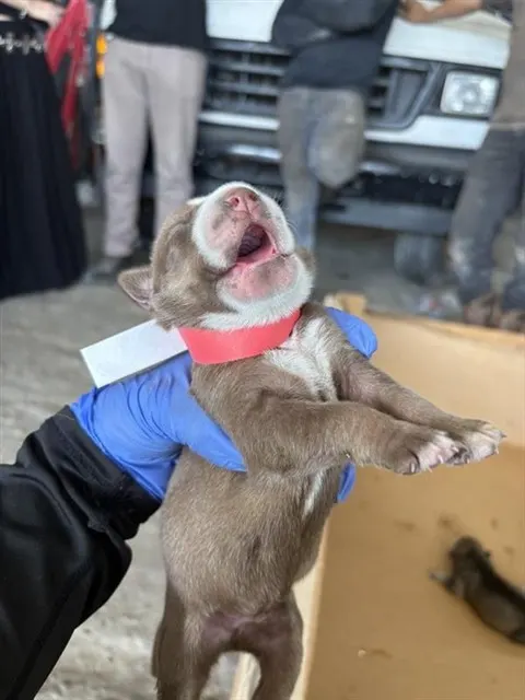 Adoptable Dog