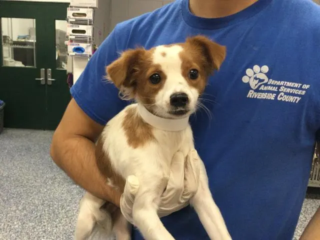Adoptable Dog