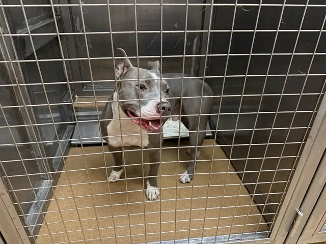 Blu