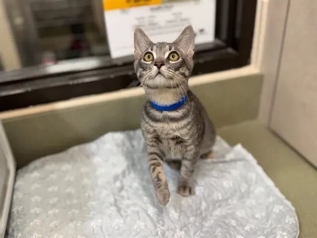 Adoptable Cat