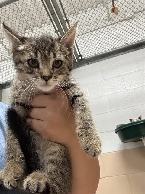 Adoptable Cat