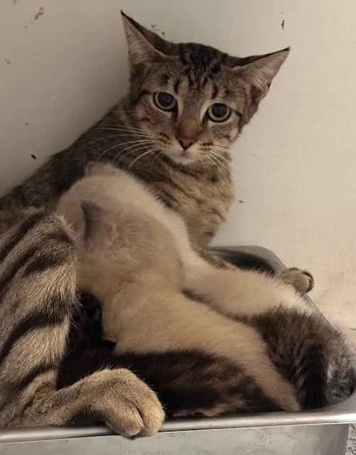 Adoptable Cat