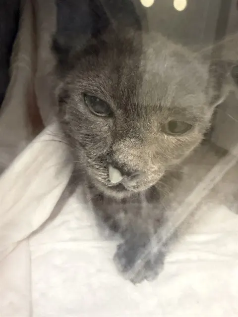 Adoptable Cat