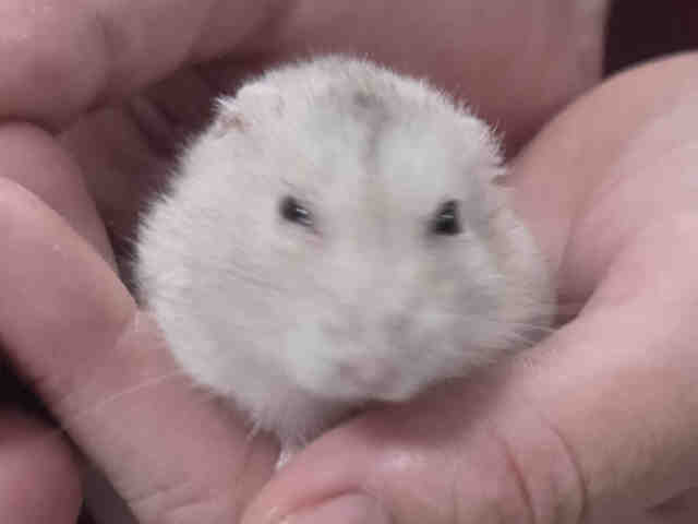 Nibbler