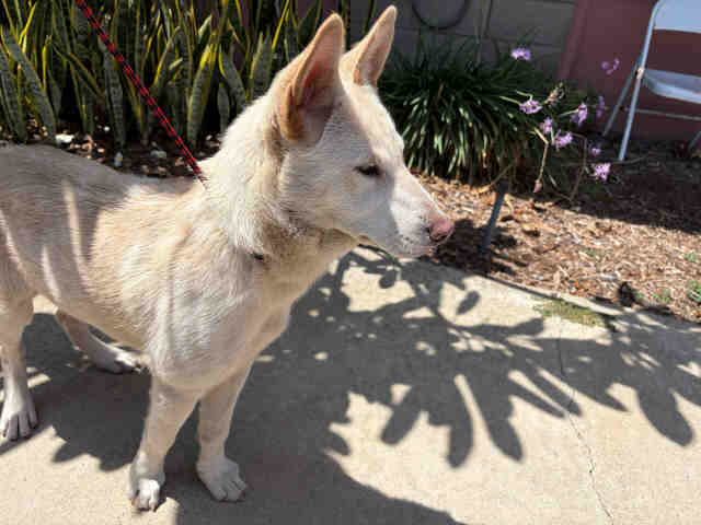 Adoptable Dog