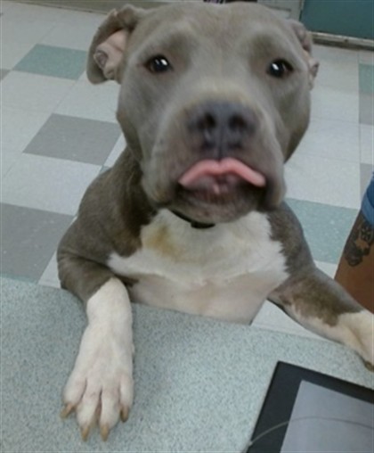 Adoptable Dog