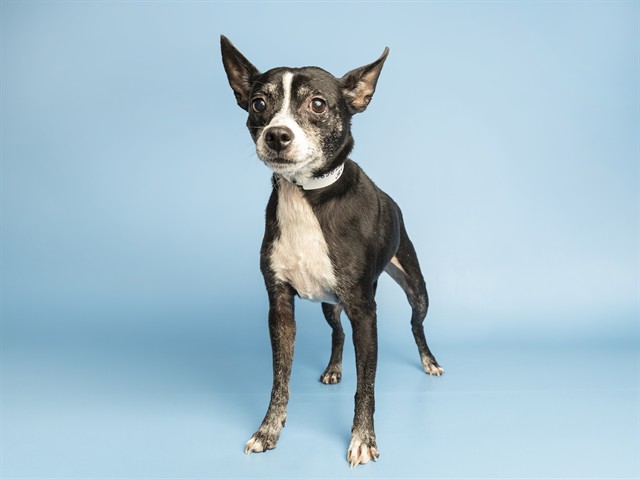 Jr