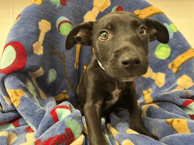 Shelter Staff Named Me *Orion-3