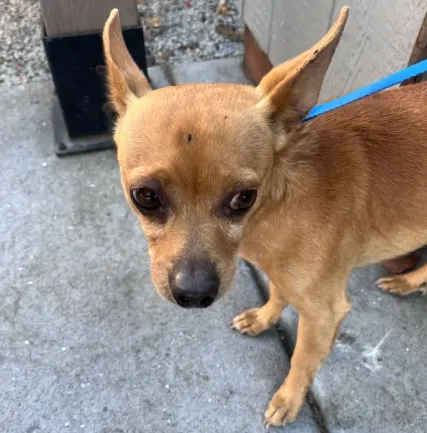 Adoptable Dog