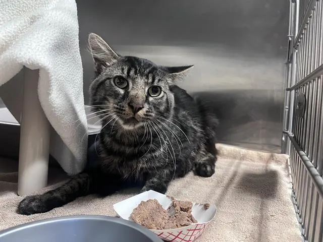 Adoptable Cat