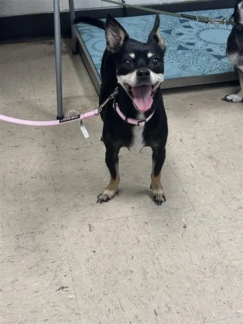 Adoptable Dog