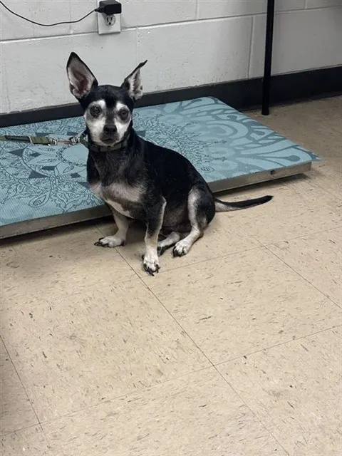Adoptable Dog
