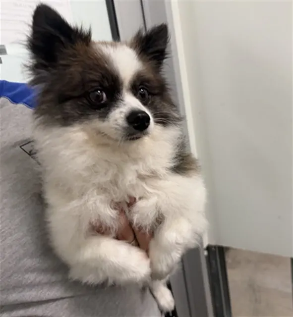 Chloe