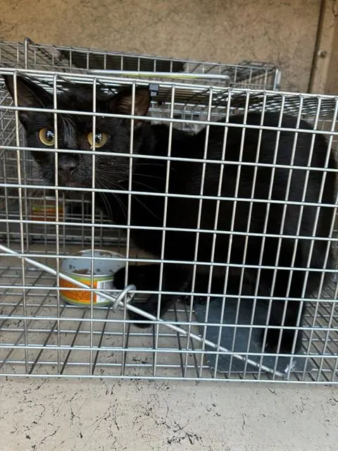 Catrick