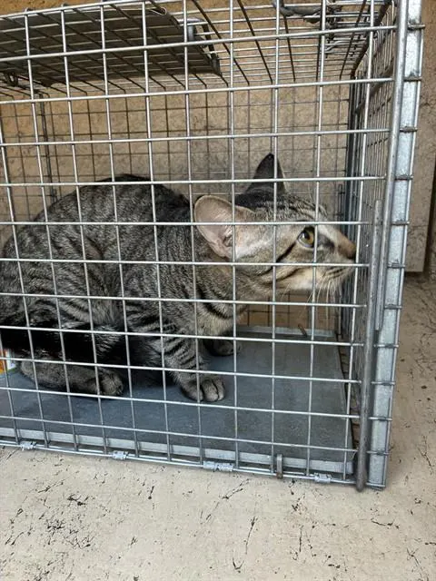 Meowchael