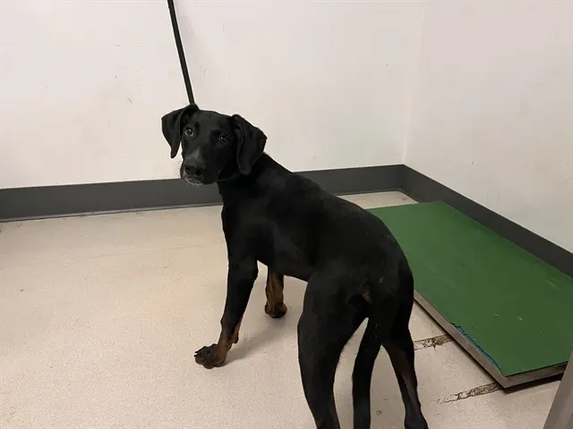 Adoptable Dog