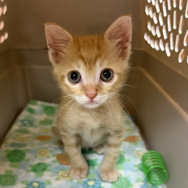Creamsicle
