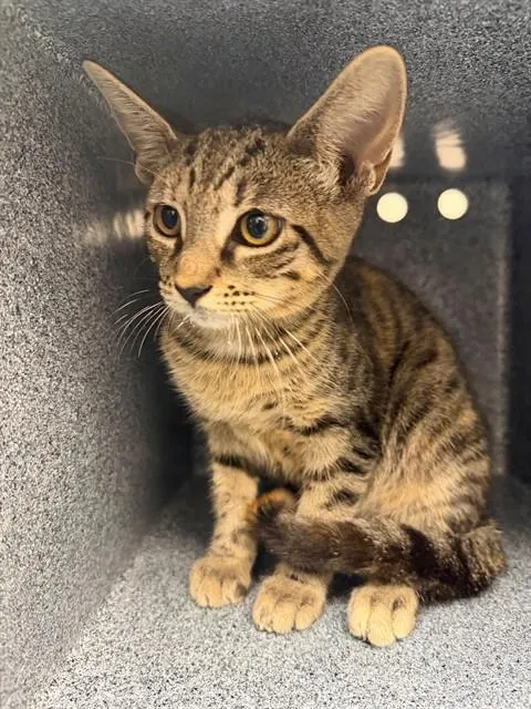 Adoptable Cat