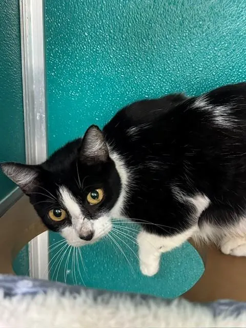 Bella