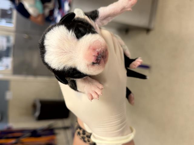 Adoptable Dog