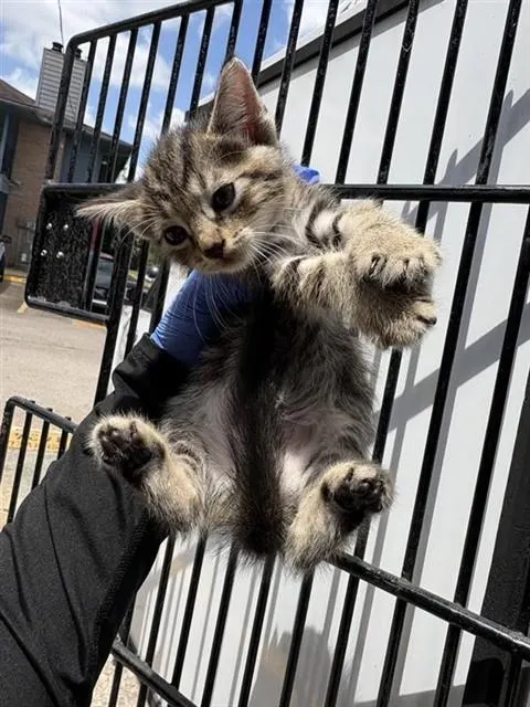 Adoptable Cat