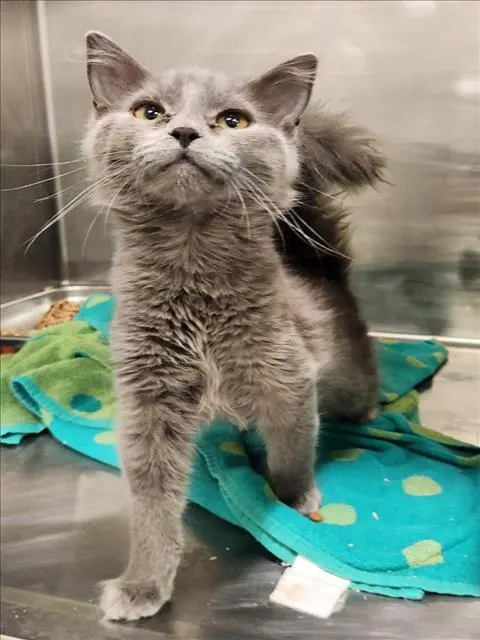 Chickpea