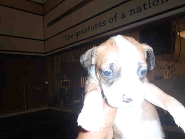Adoptable Dog