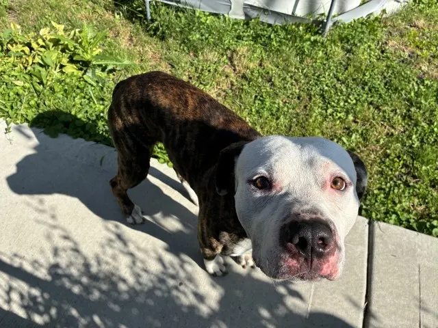 Adoptable Dog