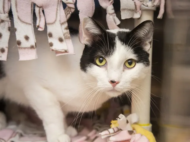 Yuki