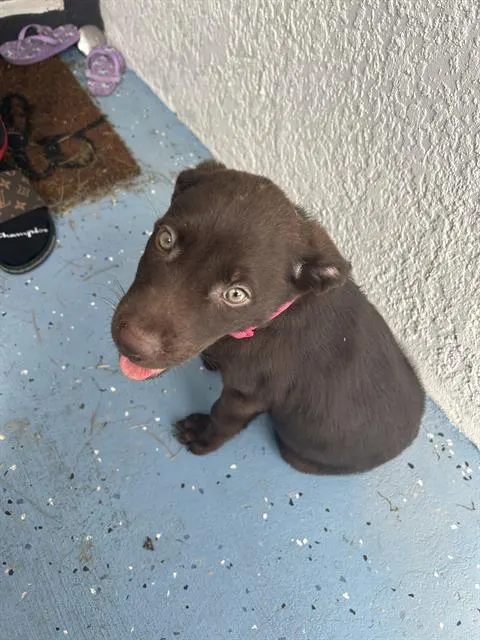 Violet