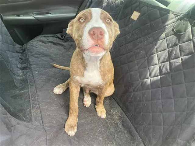 Herman