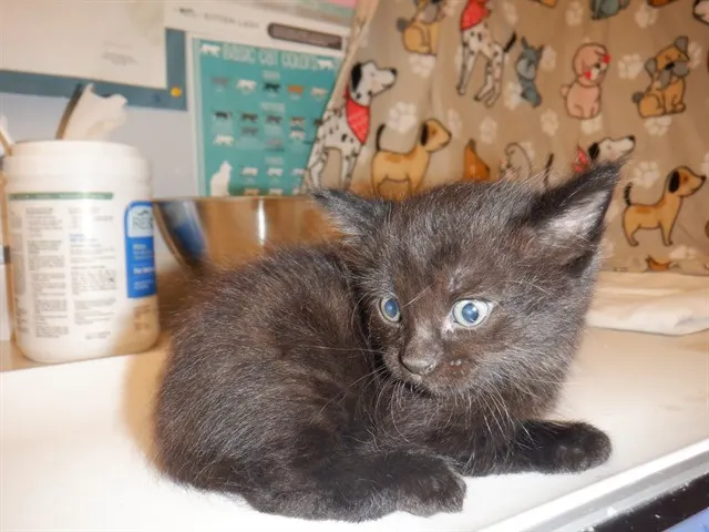 Adoptable Cat