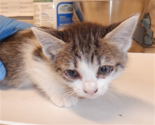 Adoptable Cat