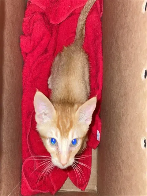 Rusty