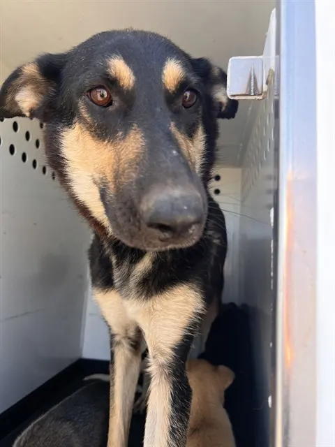Adoptable Dog
