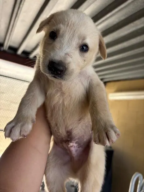 Adoptable Dog
