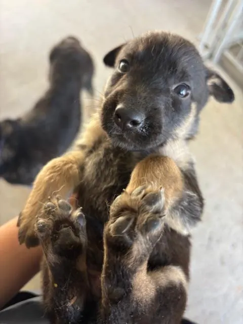 Adoptable Dog