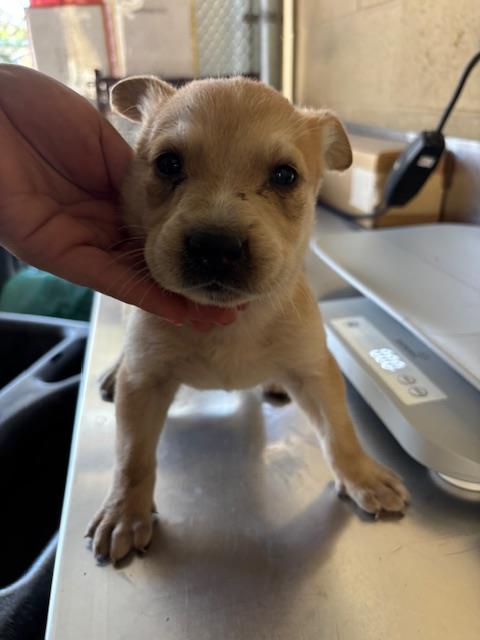 Adoptable Dog